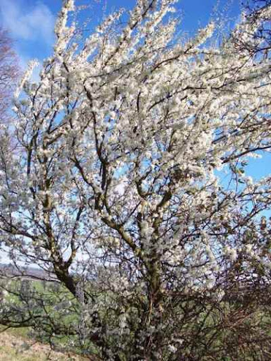 ����� ���� ����� ������� Prunus cerasifera.